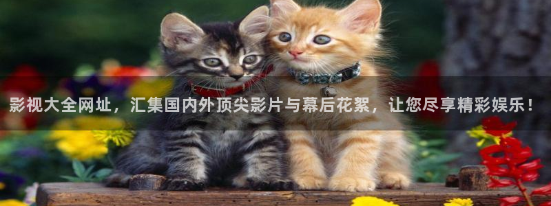 51视频安装：影视大全网址，汇集国内外顶尖影片与幕后花絮，让您尽享精彩娱乐！